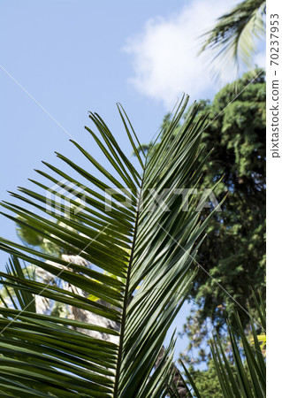 Green Palm Leaves 70237953