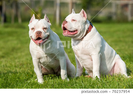 Two American Bully puppies dogs are sitting 70237954