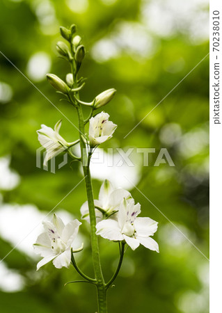 Wild White Flower Wild White Flower 70238010