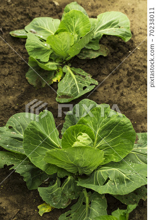 Organic farming of fresh green cabage 70238011