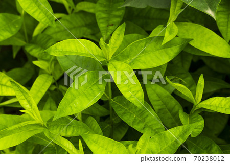green leaves 70238012