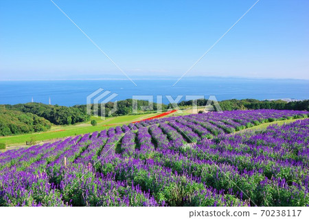 Awaji Hanasajiki, Awaji Island, Hyogo Prefecture (overlooking southern Osaka on the opposite bank) Awaji Hanasajiki, Awaji Island, Hyogo Prefecture (overlooking southern Osaka on the opposite bank) 70238117