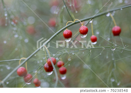 Asparagus fruit wet in the rain 70238548