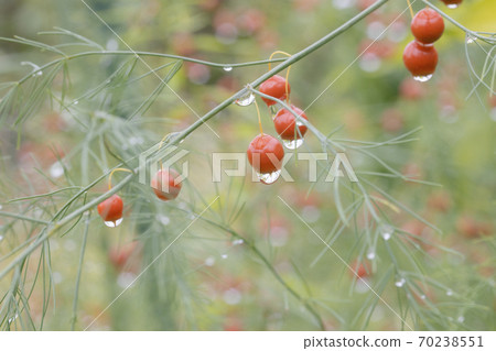 蘆筍果實在雨中濕透 70238551