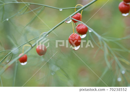 Asparagus fruit wet in the rain 70238552
