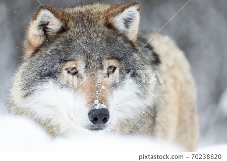 Close-up portrait of a magnificent wolf in the cold winter forest Close-up portrait of a magnificent wolf in the cold winter forest 70238820