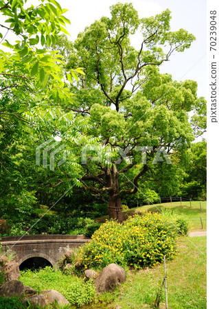 大公園的楠楠 大公園的楠楠 70239048