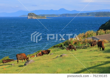 [佐賀縣]杉原牧場的奶牛 70239185