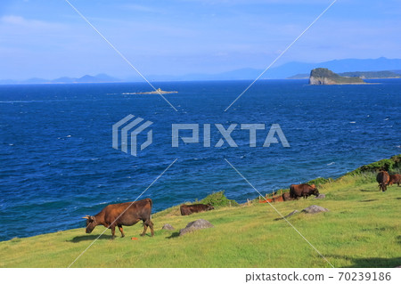 [佐賀縣]杉原牧場的奶牛 70239186