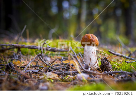 small boletus mushroom grows in nature 70239261