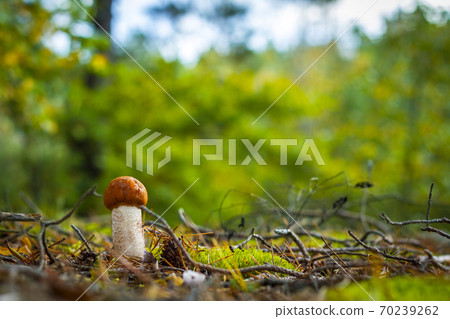 small boletus mushroom grows in forest small boletus mushroom grows in forest 70239262