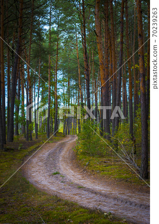 sandy road in pine forest sandy road in pine forest 70239263