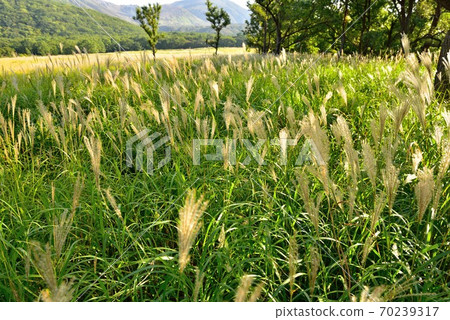 Japanese pampas grass in Tadewara Wetland Japanese pampas grass in Tadewara Wetland 70239317