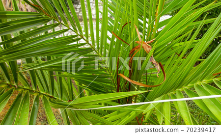 The sharp leaves of a palm tree. Palm leaf on nature green texture background The sharp leaves of a palm tree. Palm leaf on nature green texture background 70239417