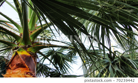 The sharp leaves of a palm tree.  Palm leaf on nature green texture background 70239442
