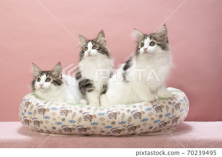 4 kittens in cat bed 4 kittens in cat bed 70239495