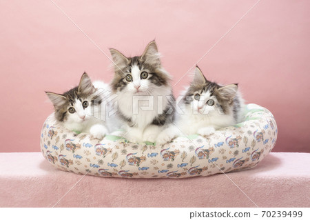 三隻小貓在貓床上 70239499