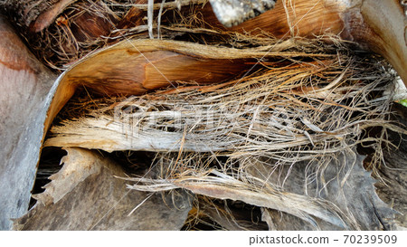 Upper trunk detail of palm tree background texture pattern. Close-up photo of old palm tree bark. 70239509