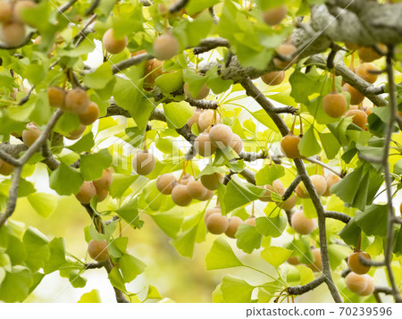 Suzuki's ginkgo 70239596