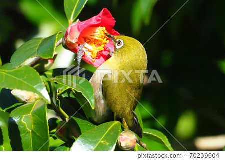 Mejiro吮吸山茶花 70239604