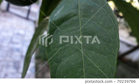fresh green leaf close-up waiting for autumn at natural background 70239766