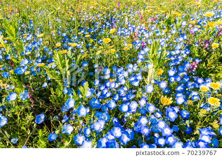 (Shizuoka Prefecture) Matsuzaki Town, a flower field that used rice fields 70239767