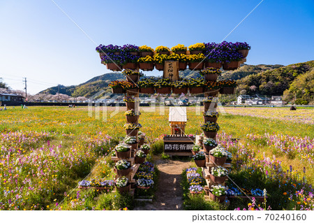(Shizuoka Prefecture) Matsuzaki Town, a flower garden using rice fields, TOKYO 2020 torch relay (Shizuoka Prefecture) Matsuzaki Town, a flower garden using rice fields, TOKYO 2020 torch relay 70240160