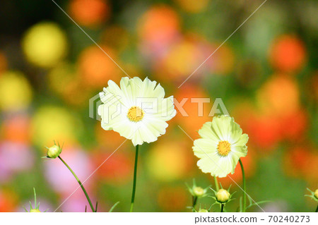 Autumn cherry blossoms are colorful 70240273