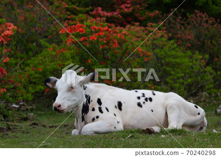 坐在牧場的草地上的牛 坐在牧場的草地上的牛 70240298