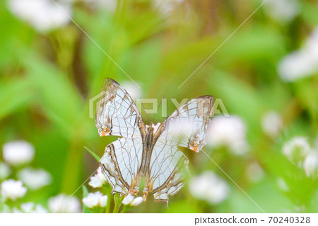 I found a common mapwing in Osaka. I found a common mapwing in Osaka. 70240328