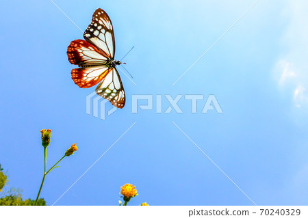 Chestnut tiger to the sky 70240329