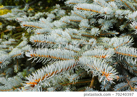 green prickly branches of a fur-tree or pine. green prickly branches of a fur-tree or pine. 70240397