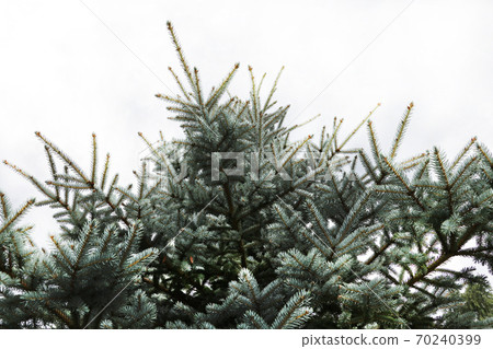 green prickly branches of a fur-tree or pine. green prickly branches of a fur-tree or pine. 70240399