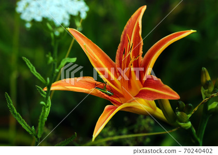 Bud of flowering orange lily in the garden. Bud of flowering orange lily in the garden. 70240402