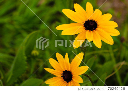 Black-eyed Susan Flowers in the spring or summer. 70240426