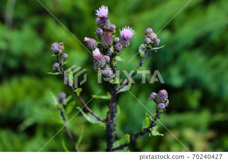 blooms from marsh thistle in the summer. 70240427