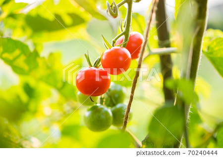 Cherry tomatoes in the vegetable garden with beautiful roundness 70240444