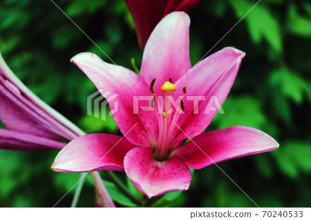 red big lilies on green plants background. 70240533