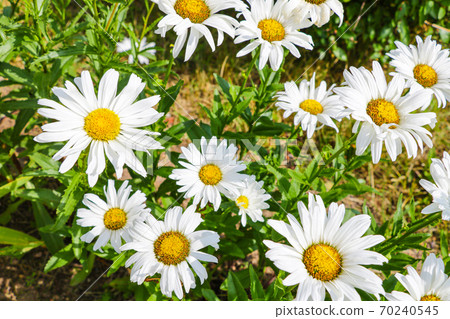 macro of beautiful white daisies flowers in the garden. macro of beautiful white daisies flowers in the garden. 70240545