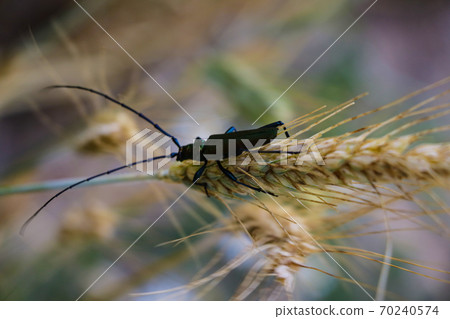 Small insect on the ears of barley, selective focus. Small insect on the ears of barley, selective focus. 70240574