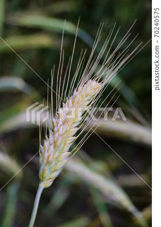 close-up of barley ears with blurry background, selective focus. close-up of barley ears with blurry background, selective focus. 70240575