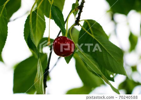 Closeup of cherry with drops on cherry-tree in orchard. Shallow focus depth. Closeup of cherry with drops on cherry-tree in orchard. Shallow focus depth. 70240588