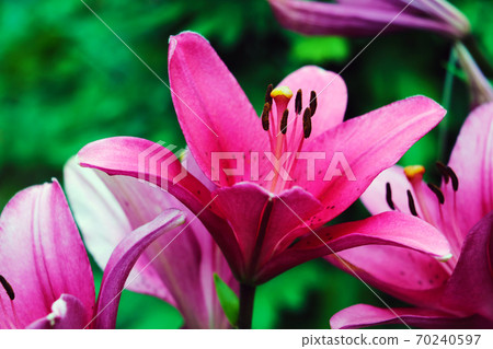 red big lilies on green plants background. 70240597
