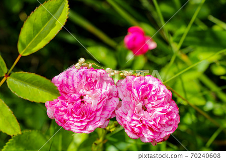 Flowering red roses in the garden, nature. 70240608