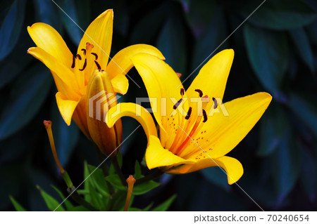 Beautiful flowers of yellow lilies. Can be used as background. Beautiful flowers of yellow lilies. Can be used as background. 70240654