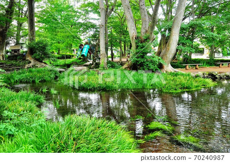 靜岡縣三島市白rat公園的水邊 靜岡縣三島市白rat公園的水邊 70240987