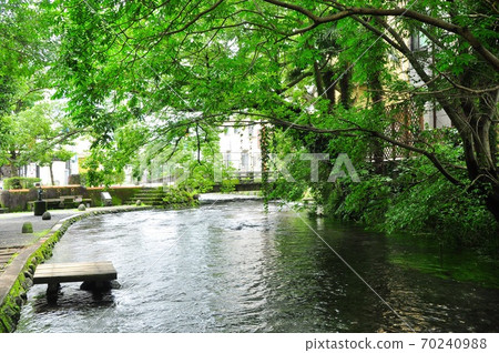 靜岡縣三島市根北川廣瀨橋附近的水邊 靜岡縣三島市根北川廣瀨橋附近的水邊 70240988