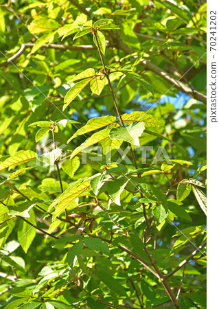 樹：Megusurinoki三葉草 70241202