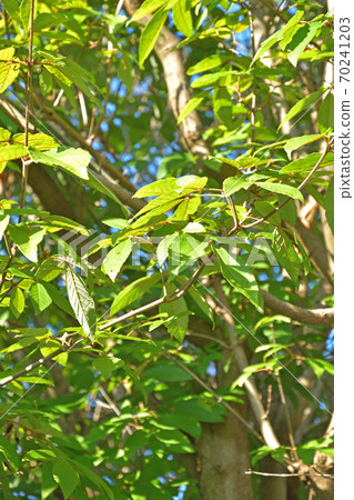 樹：Megusurinoki三葉草 70241203