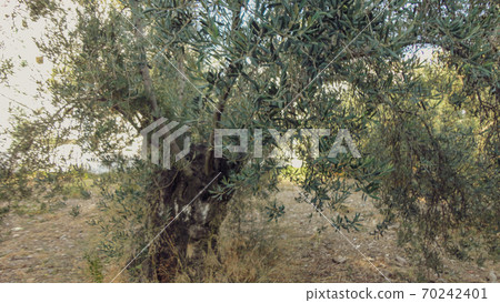 Olive tree with old textured  trunk. Old olive trees with intertwined. Traditional plantation of olive trees in Turkey 70242401